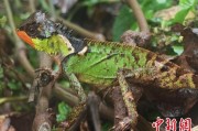 单县云南南滚河保护区首次发现红唇棘蜥