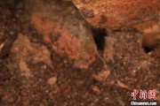 单县江西发现蜘蛛新物种 为研究呵叻蛛属适应区域提供依据